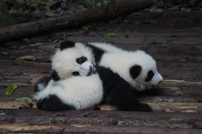 两只黑白相间的熊猫